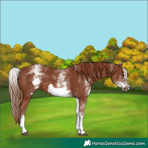 Horse Color:White Spotted Chestnut Frame 