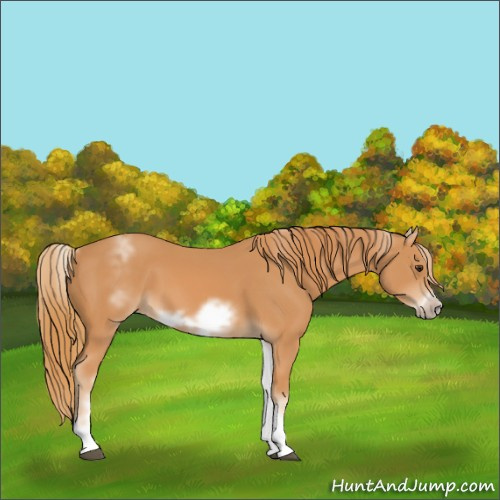 Horse Color:White Spotted Chestnut Frame