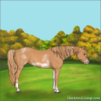 Horse Color:White Spotted Chestnut Frame