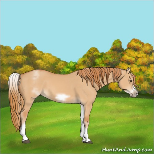 Horse Color:White Spotted Red Dun Frame