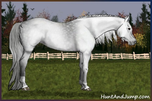 Horse Color:Gray Black Tobiano