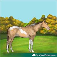 Horse Color:Amber Cream Champagne Sabino Tobiano 