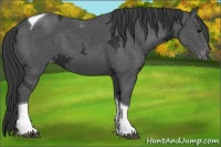 Horse Color:Black Ice Tobiano Appaloosa 