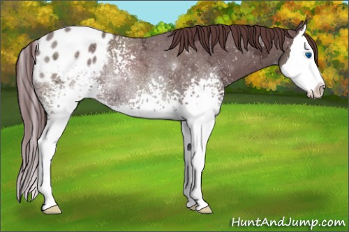 Horse Color:White Spotted Chocolate Smoky Black Ice Sabino Splash Appaloosa Rabicano 