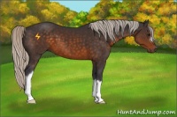 Horse Color:Silver Buckskin 