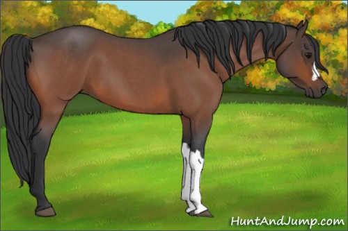 Horse Color:Bay Roan