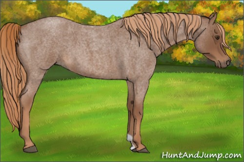 Horse Color:Red Roan