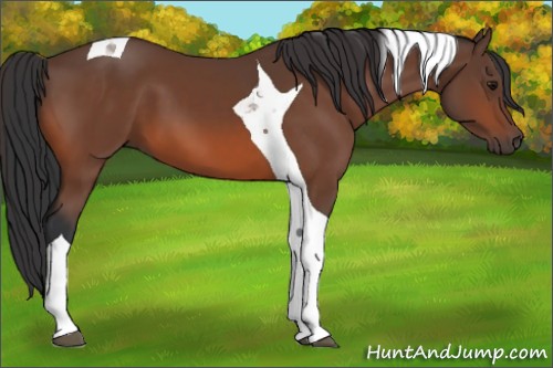 Horse Color:Bay Tobiano