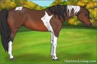 Horse Color:Bay Tobiano 