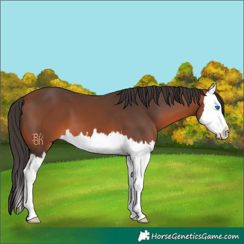 Horse Color:Bay Splash