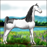 Horse Color:Black Splash 