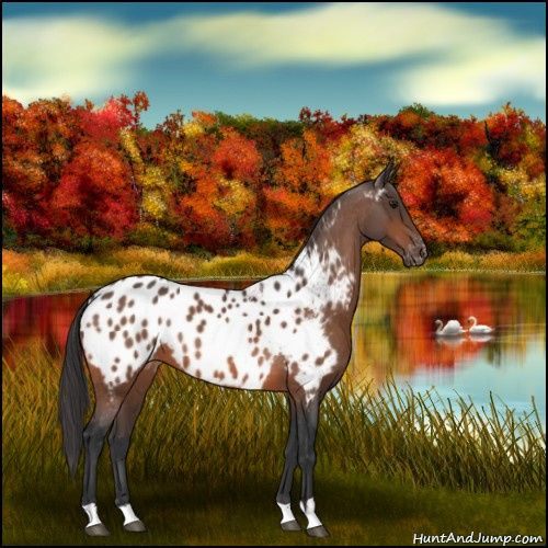 Horse Color:Bay Appaloosa 