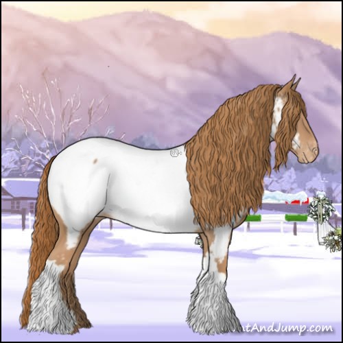 Horse Color:Chestnut Appaloosa 