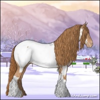 Horse Color:Chestnut Appaloosa