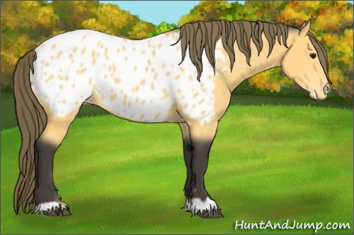 Horse Color:Buckskin Blanket
