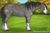 Horse Color:Grullo Splash