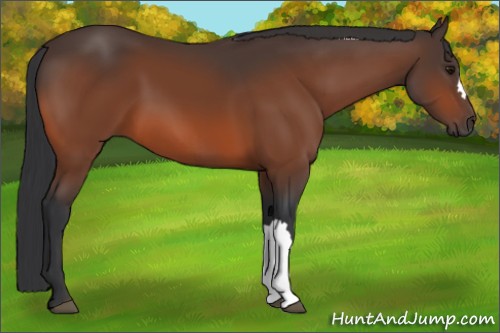 Horse Color:Bay 