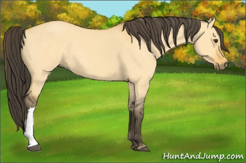 Horse Color:Buckskin Dun