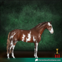 Horse Color:Liver Chestnut Sabino 
