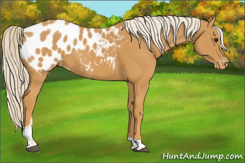 Horse Color:Palomino Tobiano Blanket