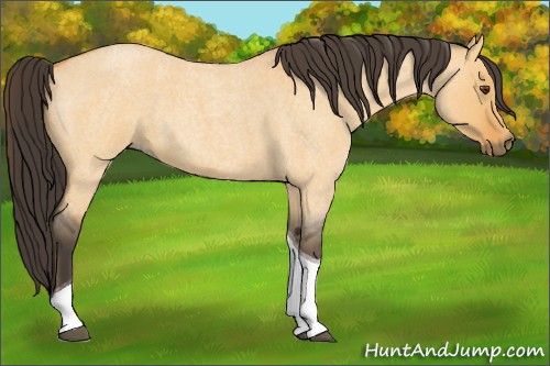 Horse Color:Buckskin Roan Dun Tobiano 
