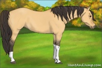 Horse Color:Buckskin Dun Tobiano 