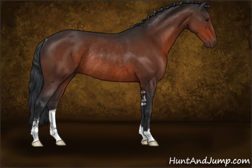 Horse Color:Bay Sabino Rabicano