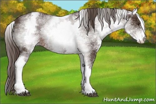 Horse Color:White Spotted Liver Chestnut 