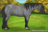 Horse Color:Blue Roan 