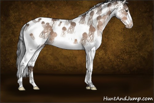 Horse Color:White Spotted Brown Dun Rabicano