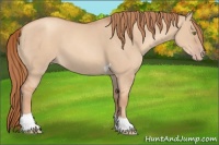 Horse Color:Gold Champagne Dun Tobiano 