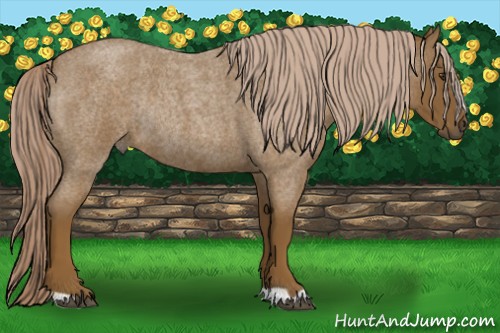 Horse Color:Chocolate Palomino Roan Rabicano 