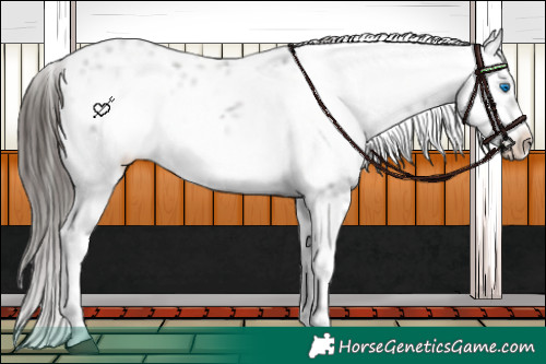 Horse Color:Liver Chestnut Frame