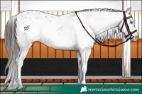 Horse Color:Liver Chestnut Frame 