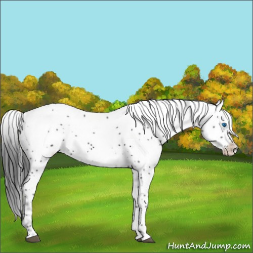 Horse Color:Liver Chestnut Frame 