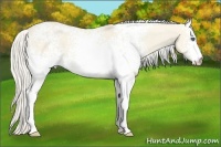 Horse Color:White Spotted Cremello Dun 