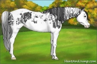 Horse Color:Black Splash Tobiano  and Black Splash Tobiano Rabicano 