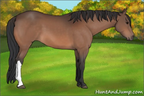 Horse Color:Bay 