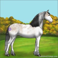 Horse Color:White Spotted Bay Dun Splash Tobiano 
