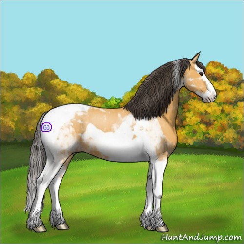 Horse Color:Buckskin Sabino Splash Tobiano 