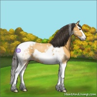 Horse Color:Buckskin Sabino Splash Tobiano 