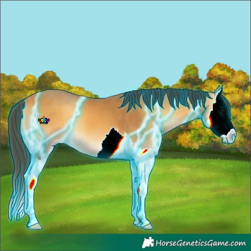 Horse Color:Thunderstruck Buckskin Onyx Sabino Splash