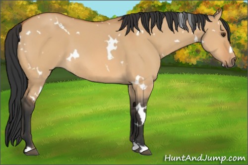 Horse Color:White Spotted Bay Dun 