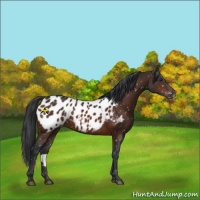 Horse Color:Brown Appaloosa 