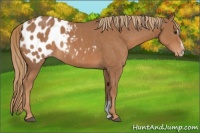 Horse Color:Chestnut Sabino Appaloosa