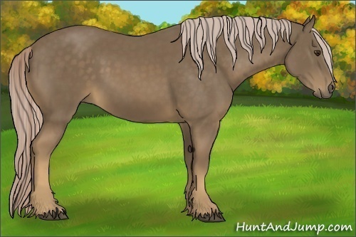 Horse Color:Chocolate Palomino