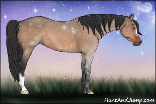 Horse Color:Bay Dun 