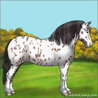 Horse Color:Bay Appaloosa