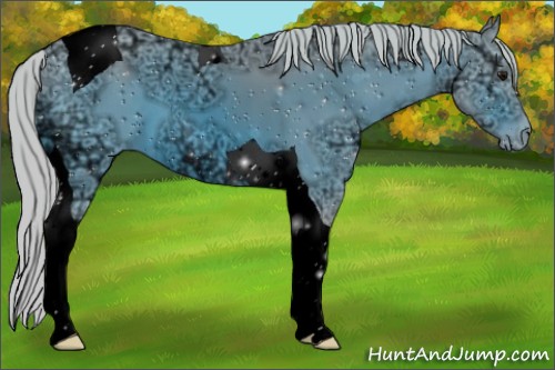 Horse Color:ERROR: UNKNOWN ANOMALY