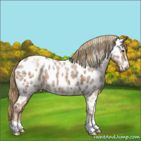 Horse Color:Chestnut Ice Appaloosa 